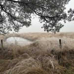 Mist in het Drents Friese Wold